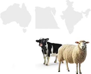 Selection & Slaughter