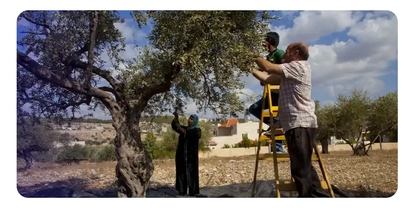 مشروع زراعة الزيتون وتربية النحل في فلسطين